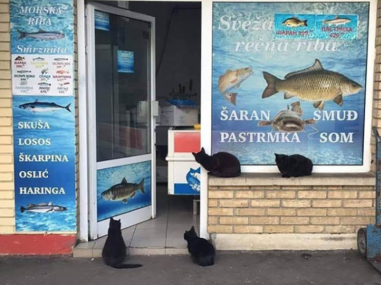 Магазин Рыбы Пешелань