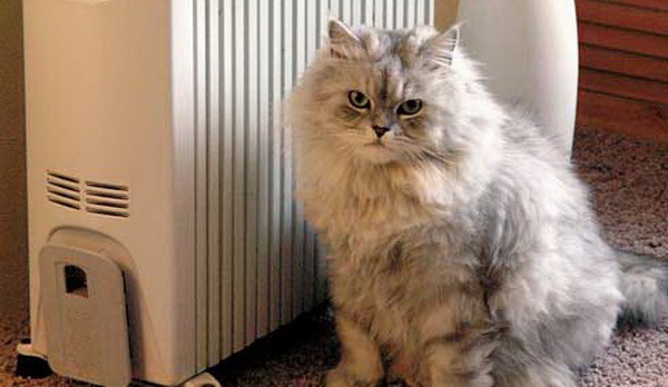 16 котиков, которые очень красноречиво отражают человеческие ощущения