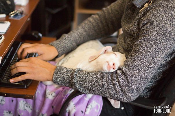Волонтёры приютов для животных делятся забавными и милыми «рабочими моментами» и они сделает ваш день