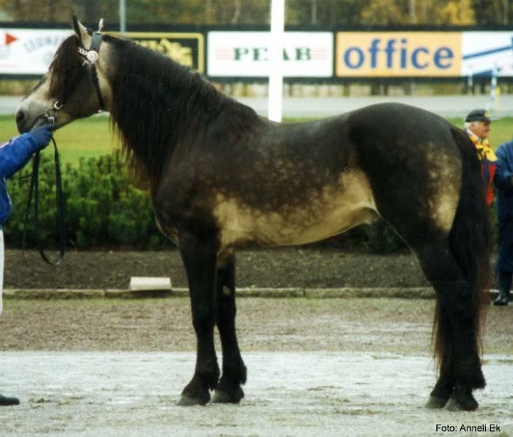 25 чудесных лошадей, от красоты которых перехватывает дыхание