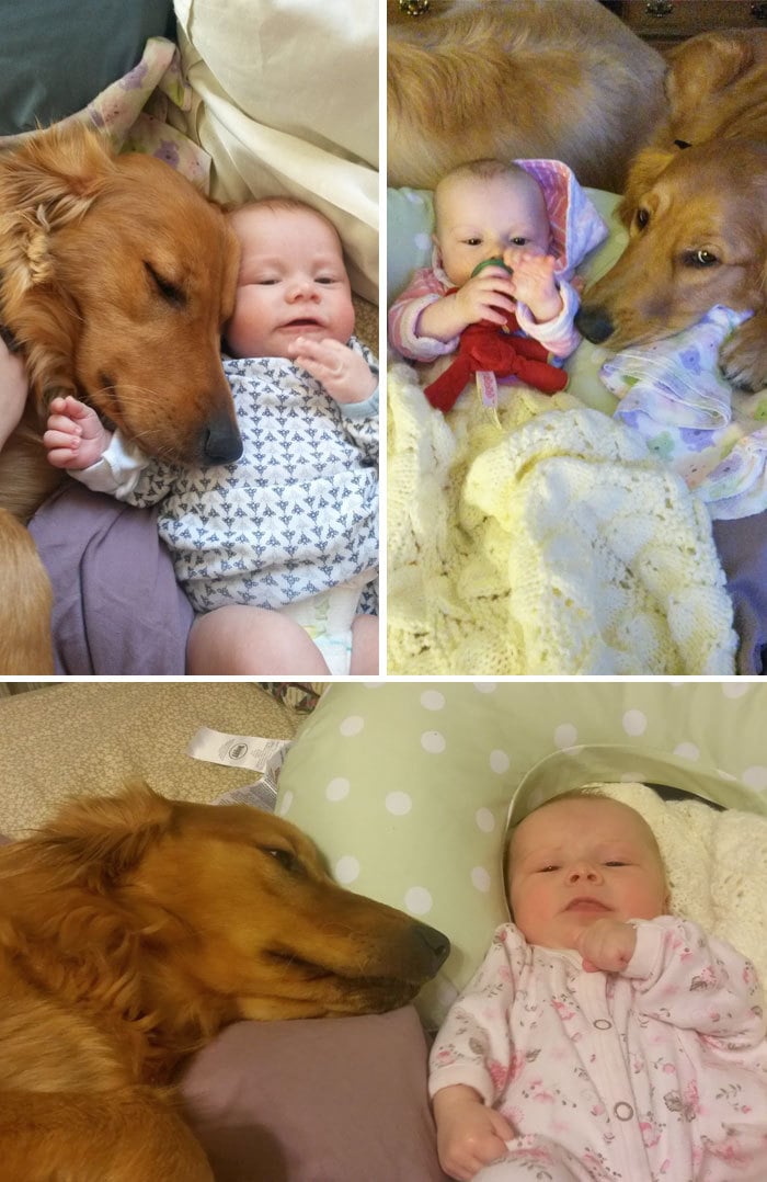 20 снимков, которые доказывают, что собаки лучше всех знают, что такое забота