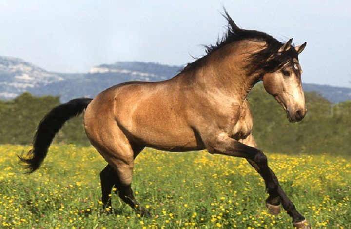 25 чудесных лошадей, от красоты которых перехватывает дыхание