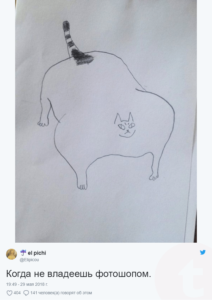 Девушка поделилась в сети фотографией кота-качка невероятных размеров