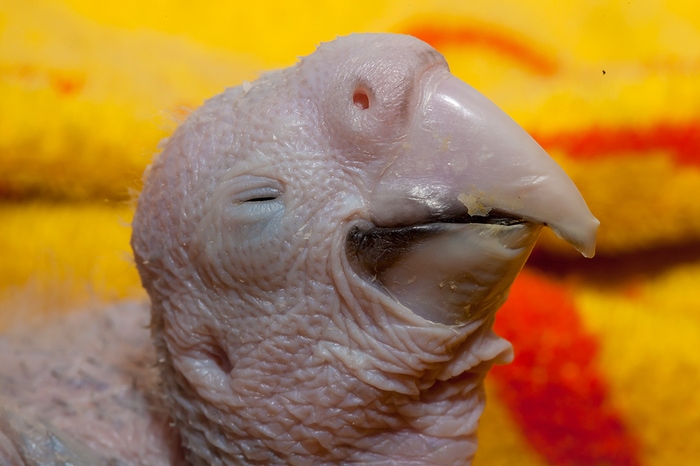 Девушка показала процесс превращения новорождённого птенца в шикарного попугая