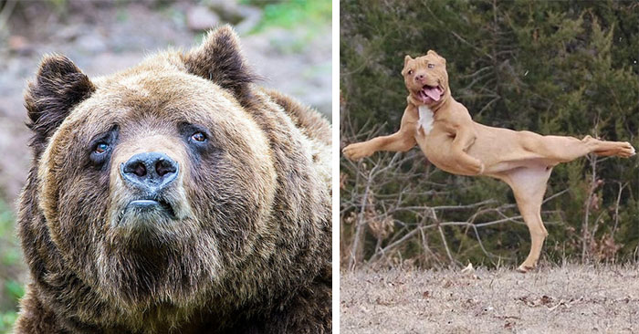 24 животных, которые хотели бы, чтобы их фото срочно удалили из интернета