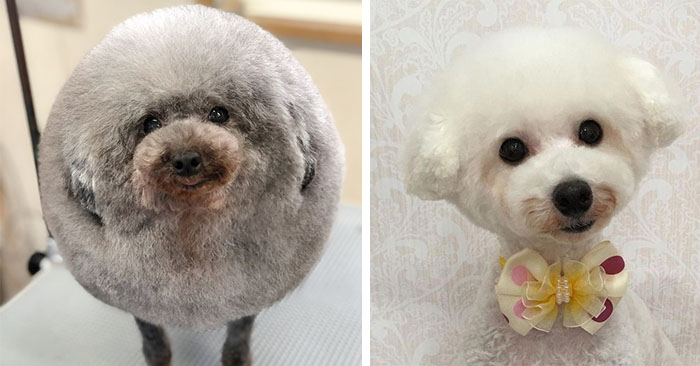 Японский грумер так очаровательно стрижёт собак, что сложно сдержать улыбку умиления