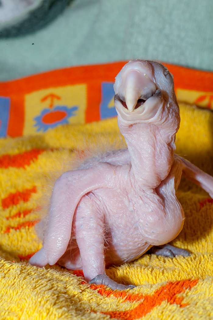 Девушка показала процесс превращения новорождённого птенца в шикарного попугая