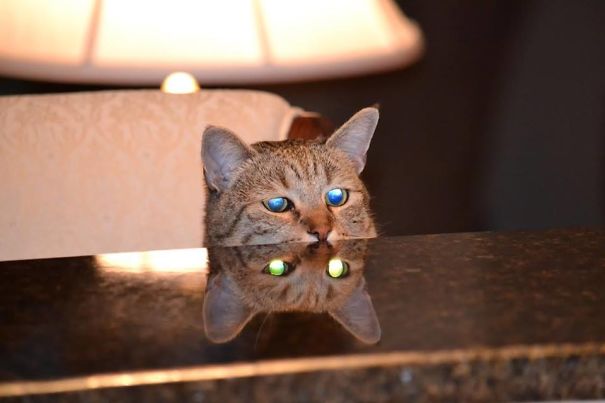 16 фото, авторы которых ценой жизни запечатлели сатанинскую сущность котов