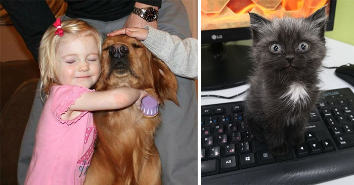 16 фотографий, которые докажут, что люди и животные любят друг друга одинаково