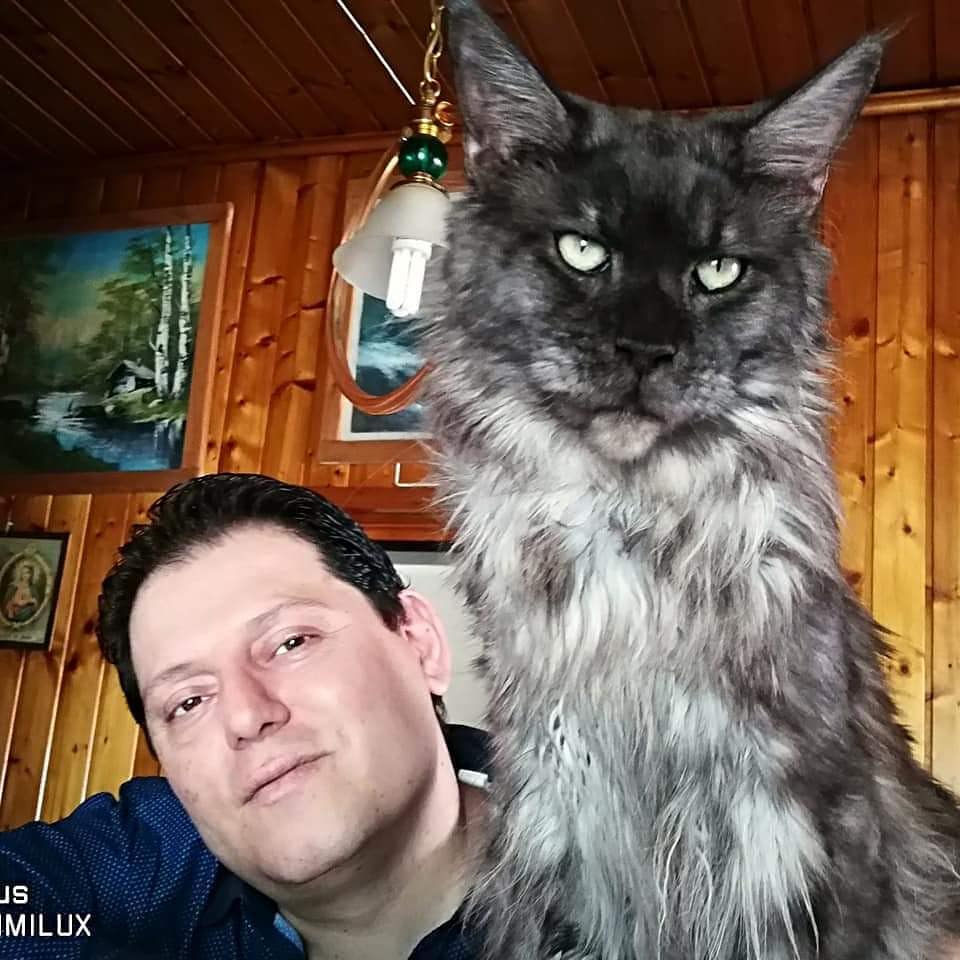 Кошка Мейн кун с человеком