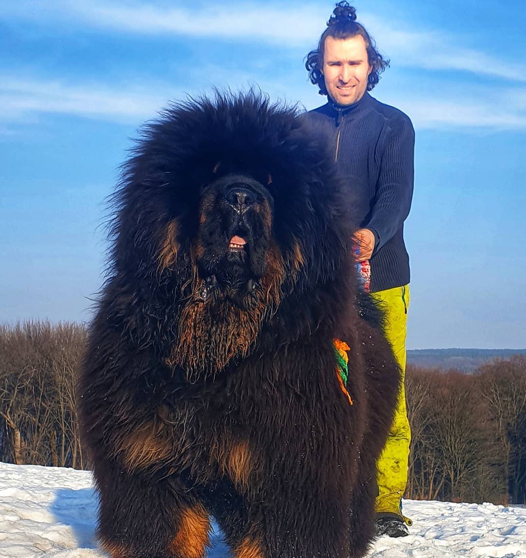 Огромное название. Тибетский мастиф. Тибетский мастиф и волкодав. Королевский тибетский мастиф. Тибетский мастиф гигантский исполин.