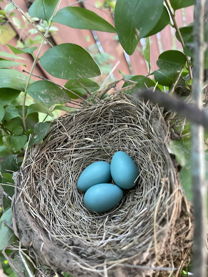 Яйцо малиновки фото. Цвет яйца Малиновки. Малиновка гнездо с яйцами. Яйца бирюзового цвета. Яйца зарянки.